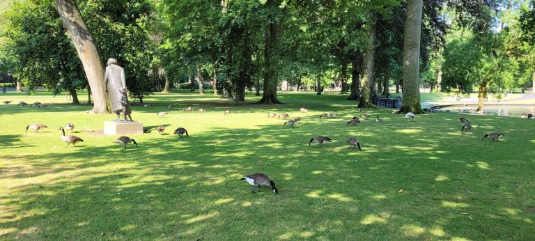 Ganzenlegioen overrompelt park in Breda, Tilburg heeft oplossing