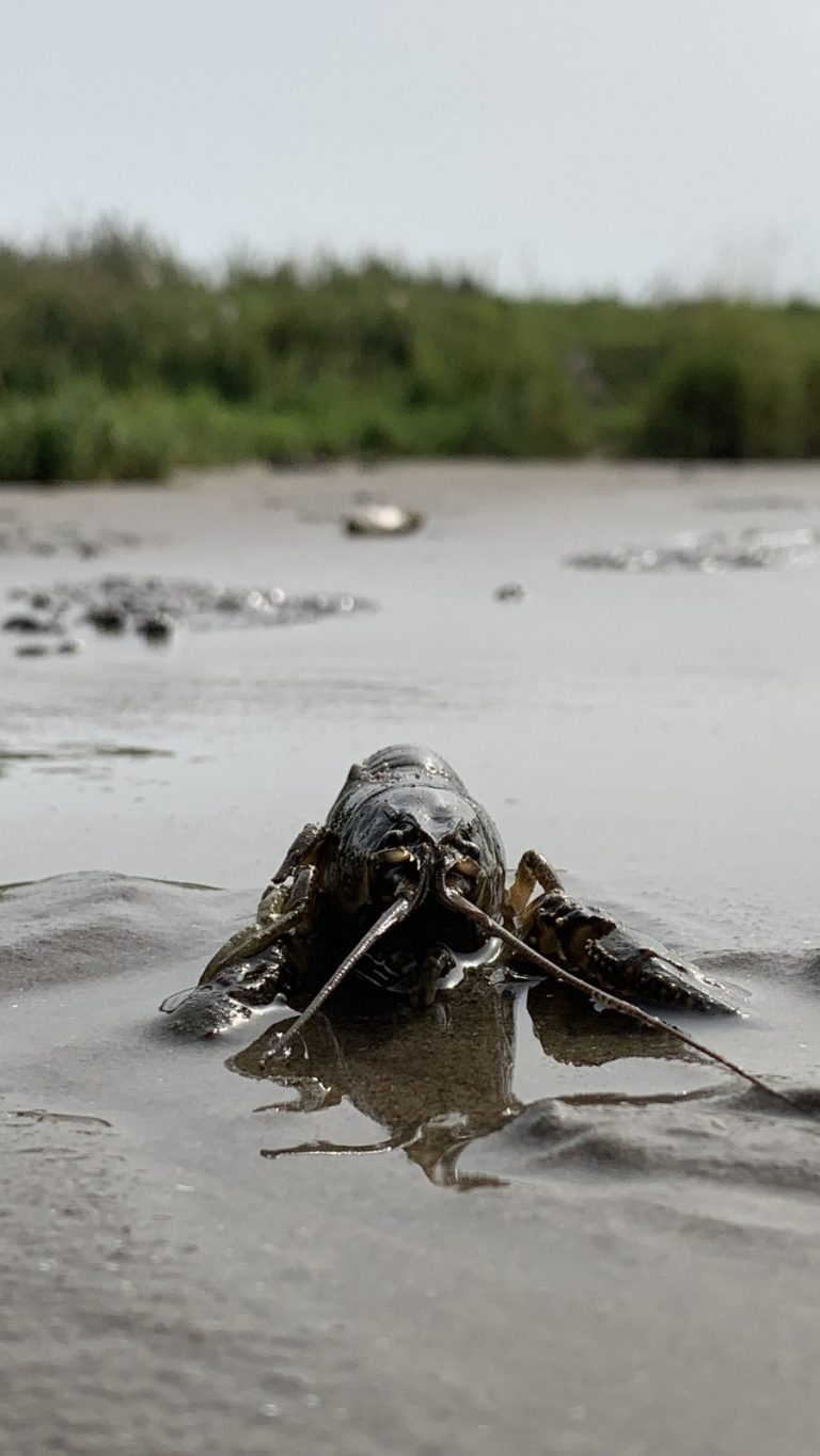 Nieuw meldpunt voor rivierkreeften