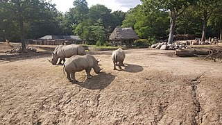 Neushoorn doodt verzorger in dierentuin Salzburg, Burgers’ Zoo maakt zich geen zorgen