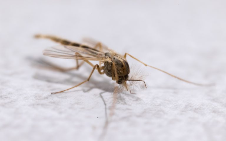 Muggen steeds vaker actief in de herfst-en wintermaanden