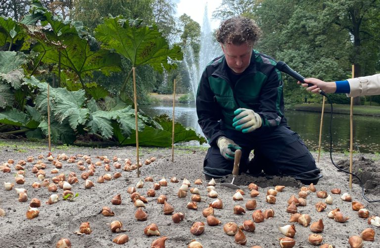 Jubileumjaar Keukenhof: Bloembollen voor 75e keer geplant