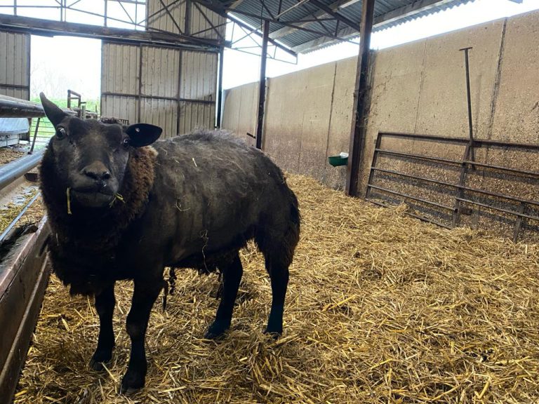 Tien gevallen met blauwtong in omgeving Tilburg