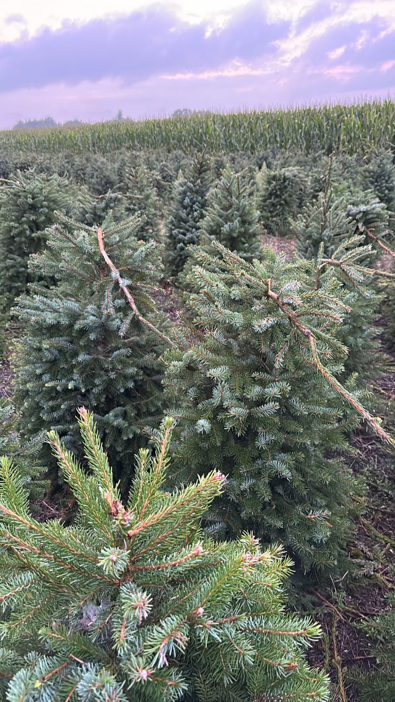 Kerstbomenverkoper Gerrit na vernielingen: ´´Wij gaan pieken zonder toppen!“