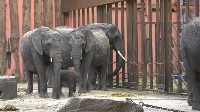 Pasgeboren olifant Mosi in Beekse Bergen