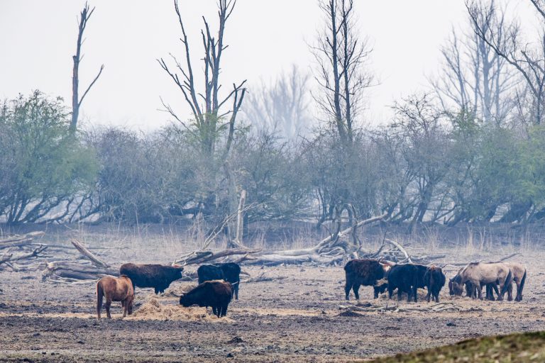 Overschot grote grazers op Oostvaarderplassen