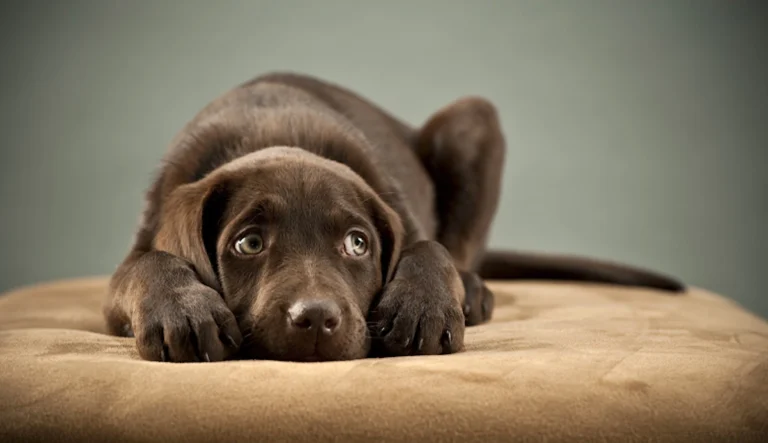 Vuurwerktraining voor honden: “De angst komt meestal van harde knallen en het onverwachte.”