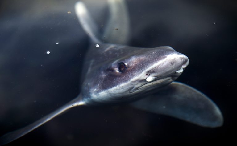 Ecoducten voor vissen: Het onontdekte belang van vispassages in ons waterbeheer