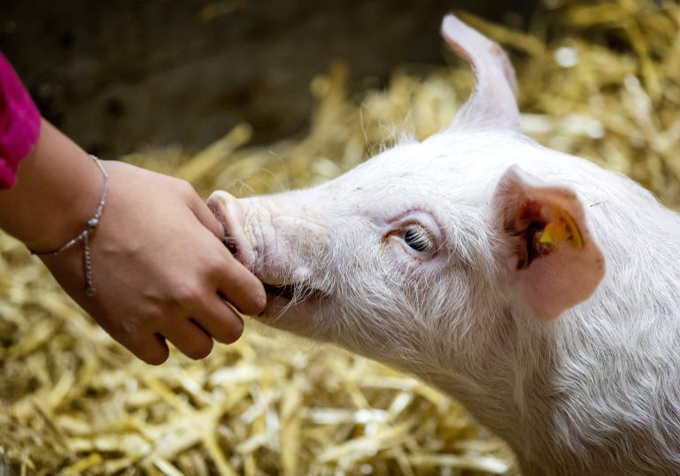 Een beter leven voor varkens