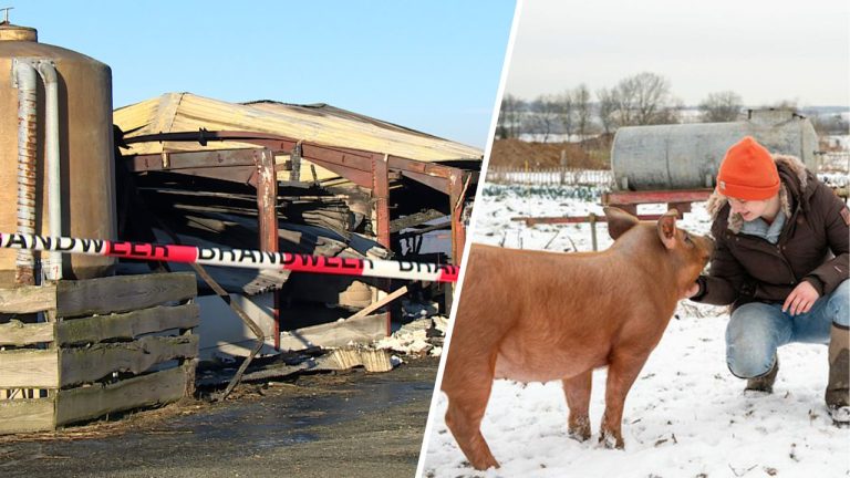 Varken Teddy overleeft als enige Limburgse stalbrand