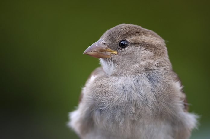 ROTTERDAM - Jonge huismus. ANP MARTEN VAN DIJL