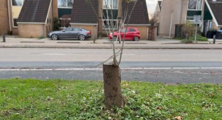 Ruim vier jaar halve bomen in Krommenie