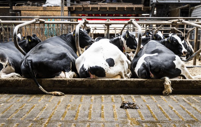 Jonge boeren geloven in de toekomst 