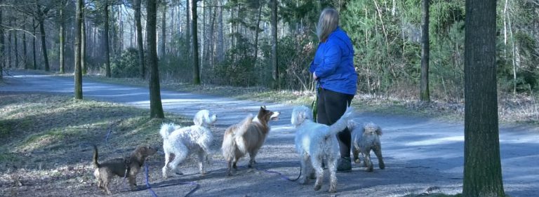 Nieuwe regeling zorgt voor problemen bij honden-uitlaatservices