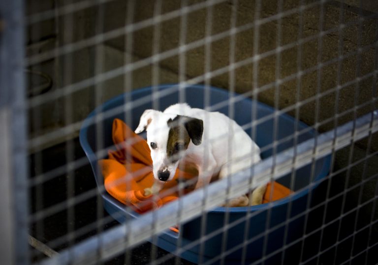 Beruchte hondenfokker uit Eersel krijgt eindelijk totaalverbod na jaren van misstanden 