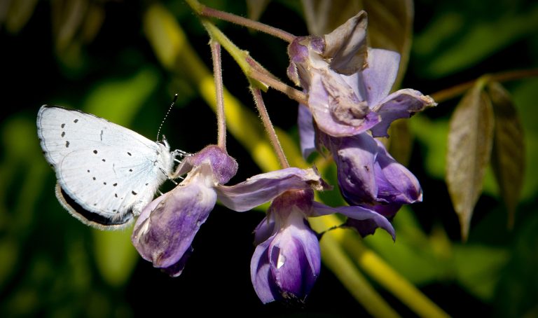 Daling dagvlinders brengt ecosysteem uit balans