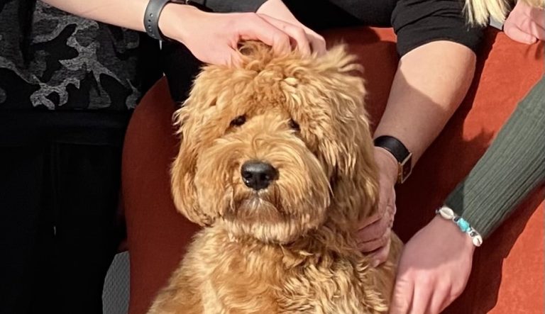 Hond Zoeff zorgt voor rust en vrolijkheid in de klas: “Als je niet lekker in je vel zit, helpt het dat Zoeff er is”