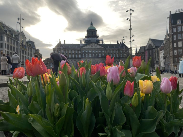 Tulpenmanie in Amsterdam: ten koste van klimaat