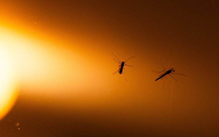 Muggenoverlast begint vroeg dit jaar: ‘Het is een goede start voor de muggen en een slechte start voor ons’