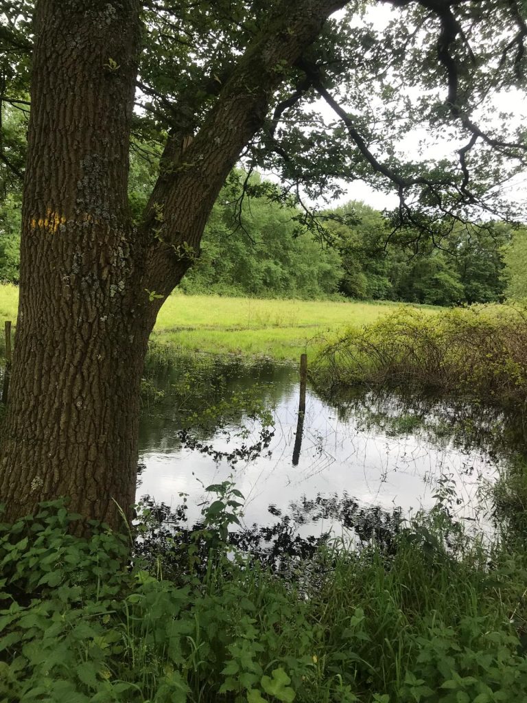 Veel waterschade op bospaden in natuurgebieden