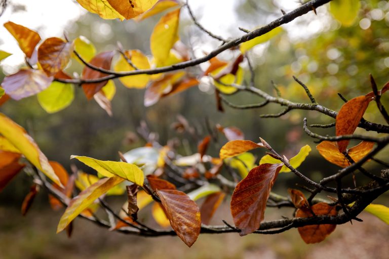 Herfstweer verandert door klimaatverandering 