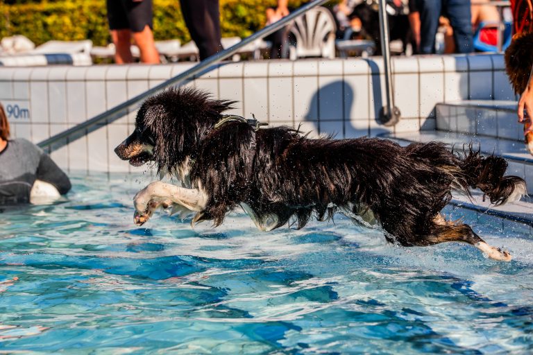 Hondenplons viert vijfde editie: samen zwemmen voor hond en baasje in Tilburg