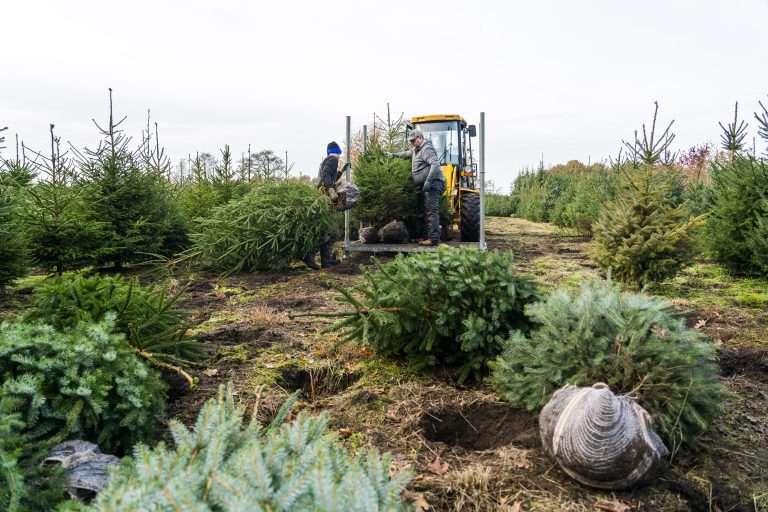 “Dan staan de tranen in je ogen”: Kwekers verliezen duizenden kerstbomen door zware regenval