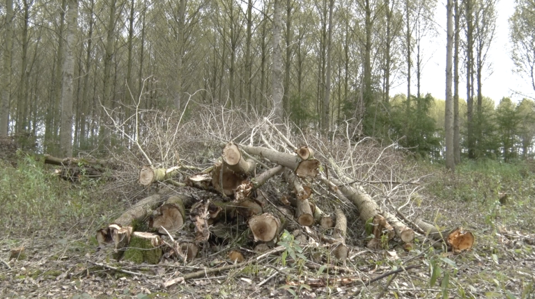 Teveel bomen gekapt in het Bos van Los