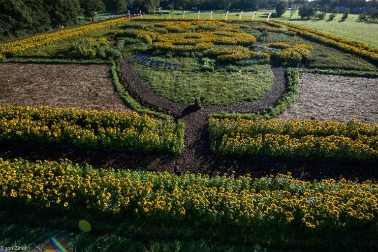 Zonnebloemenveld Van Gogh vanaf nu voedselparadijs voor dieren