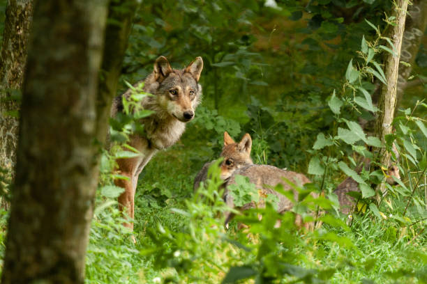 Kritiek op voorstel tot onvruchtbaarheid van wolven