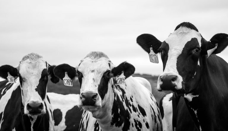 Besmettingen blauwtongvirus dalen door afname knutten