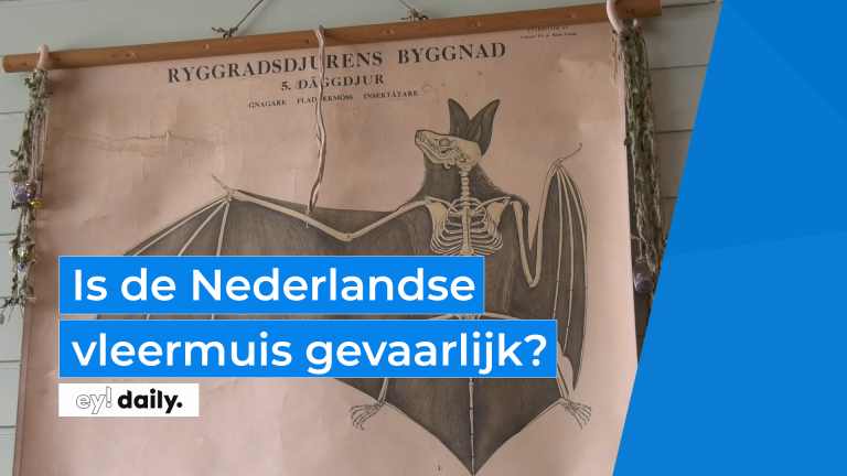 Is de Nederlandse vleermuis gevaarlijk?