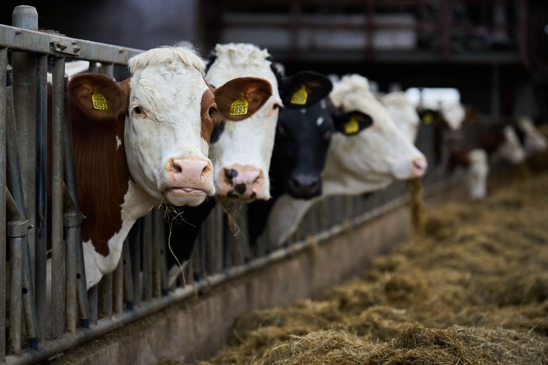 Krimp melkveestapel en strijd met onzeker overheidsbeleid