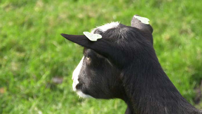 Geit met oornummer op kinderboerderij Parkhoeve Breda ©Isa Janssen