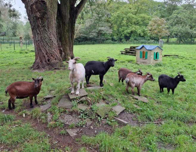 Knuffeldieren naar de slachtbank? Wat kinderboerderijen niet vertellen