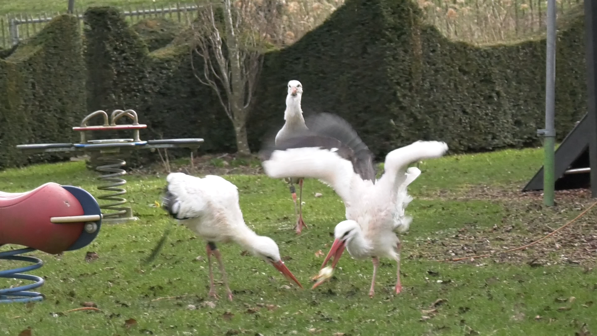 VIDEO| Verbod op eendagskuikens laat ooievaarsopvang zoeken naar een alternatief