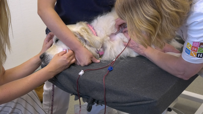 Huisdieren doneren bloed bij dierenklinieken: “Gek om een gezonde hond mee te nemen naar de dierenarts”